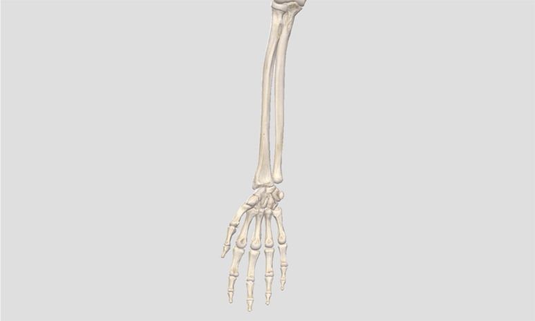 Anatomie osseuse du poignet et de la main - Membre-Superieur